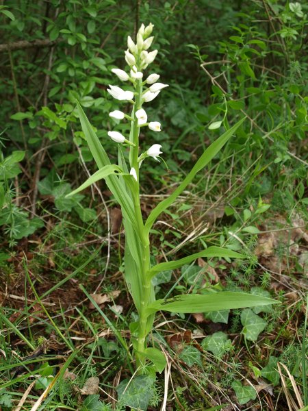 Orchis tridentata ...e altre